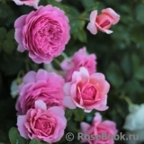 Princess Alexandra of Kent Princess Alexandra of Kent