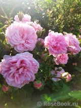 Home & Garden Home & Garden