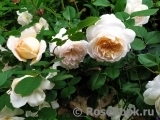Crocus Rose® Crocus Rose®