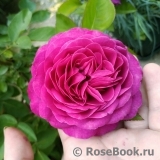 Heidi Klum Rose Heidi Klum Rose