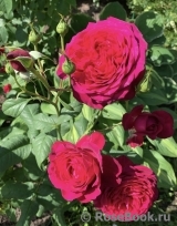 Johann Wolfgang von Goethe Rose® Johann Wolfgang von Goethe Rose®