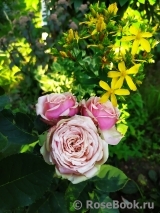Eden Romantica ® Eden Romantica ®