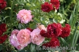 Augusta Luise Augusta Luise