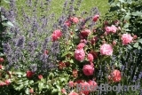 Rosarium Uetersen Rosarium Uetersen
