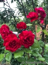 Pelageya Пелагея Pelageya Пелагея