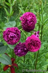 Falstaff® Falstaff®