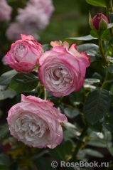 Kordes' Rosenfaszination ® Kordes' Rosenfaszination ®