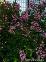 Heavenly Pink Heavenly Pink