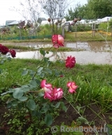 Rose Gaujard Rose Gaujard