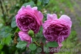 Princess Alexandra of Kent Princess Alexandra of Kent