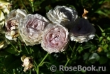 Fragrance of Fragrances Fragrance of Fragrances