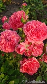 Rosarium Uetersen Rosarium Uetersen