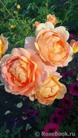 Lady of Shalott Lady of Shalott