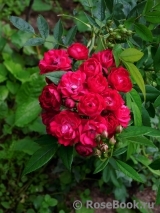 Perennial Domino Perennial Domino
