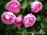 Frl. Maria von Jever Frl. Maria von Jever