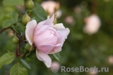 Generous Gardener, The Generous Gardener, The