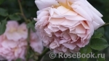 Abraham Darby Abraham Darby