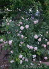 Generous Gardener, The Generous Gardener, The