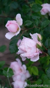 Generous Gardener, The Generous Gardener, The