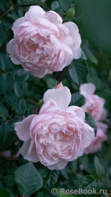 Generous Gardener, The Generous Gardener, The
