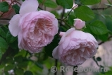 Generous Gardener, The Generous Gardener, The