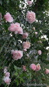 Generous Gardener, The Generous Gardener, The