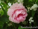 Constance Spry Constance Spry