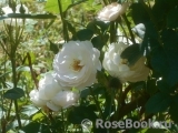 Desdemona Desdemona