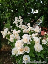 Chandos Beauty Chandos Beauty