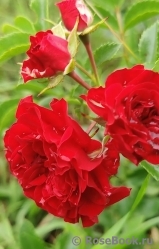 Siluetta Crimson Siluetta Crimson