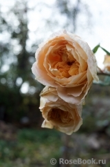 Crown Princess Margareta® Crown Princess Margareta®