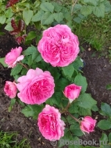 Katarina Frayla Katarina Frayla