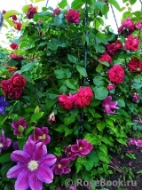 Highgrove Highgrove