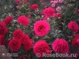 Kordes' Rose Bordeaux ® Kordes' Rose Bordeaux ®