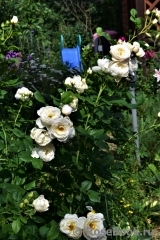 Uetersener Klosterrose Uetersener Klosterrose