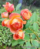 Lady of Shalott Lady of Shalott