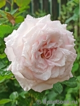 Kordes' Rosenfaszination ® Kordes' Rosenfaszination ®