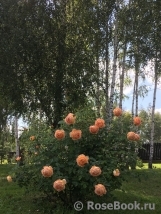 Lady of Shalott Lady of Shalott