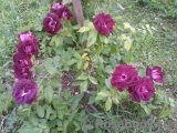 Burgundy Ice Burgundy Ice