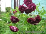 Burgundy Ice Burgundy Ice