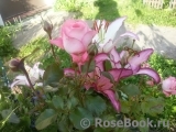 Home & Garden Home & Garden