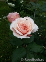 A Shropshire Lad A Shropshire Lad