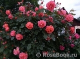 Westerland Westerland