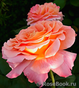 Augusta Luise Augusta Luise