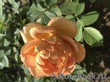 Lady of Shalott Lady of Shalott