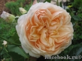 Ginger Syllabub Ginger Syllabub