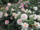 Chandos Beauty Chandos Beauty