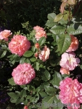 Augusta Luise Augusta Luise
