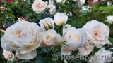 Lions Rose Lions Rose
