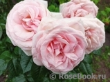 Frederic Mistral® Frederic Mistral®